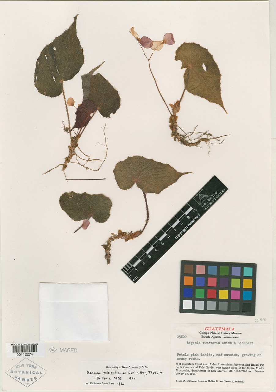 B. louiswilliamsii